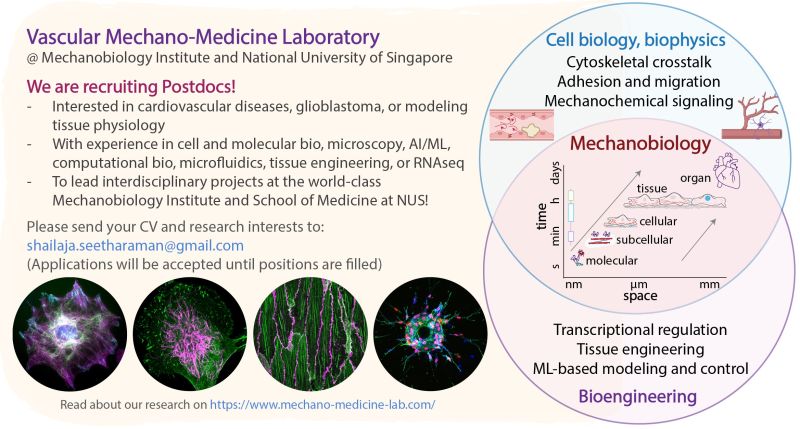 Postdoctoral Researchers - Vascular Mechano-Medicine Lab MBI, NUS