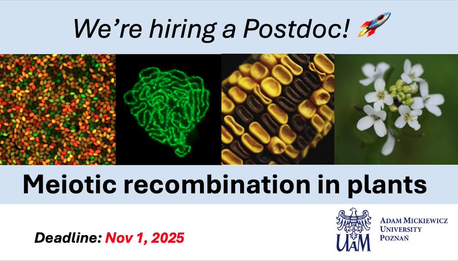 Postdoc position on crossover recombination in plants - Poland