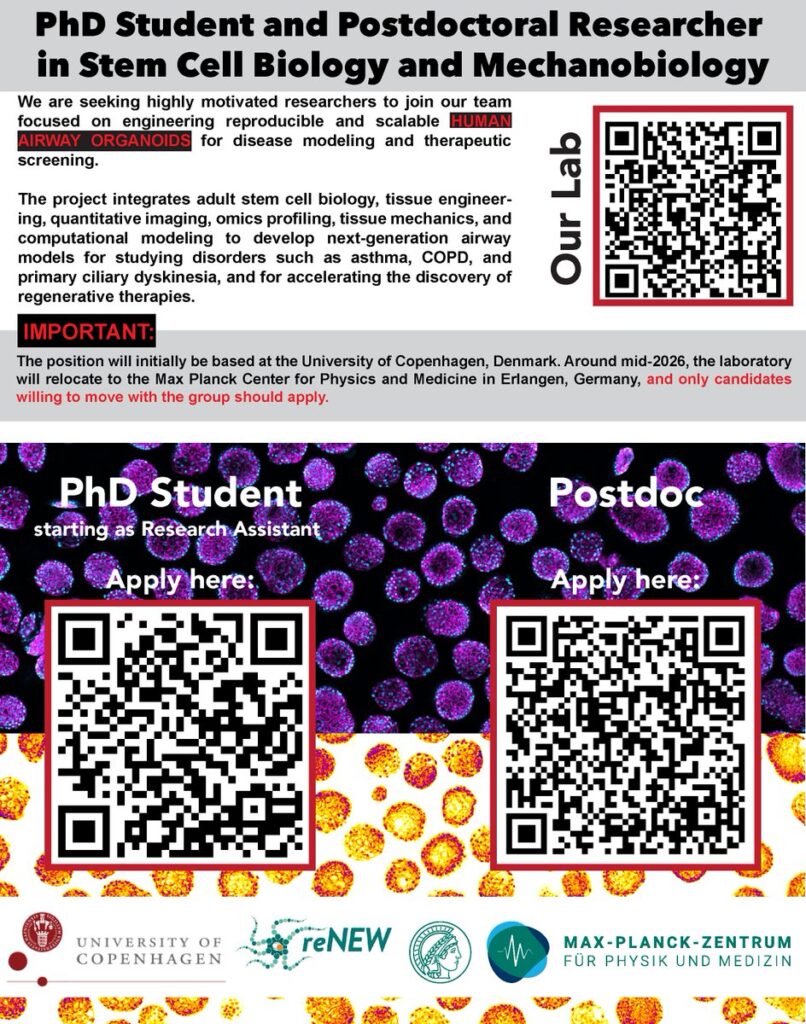 PhD Student and Postdoctoral Researcher in Stem Cell Biology and Mechanobiology