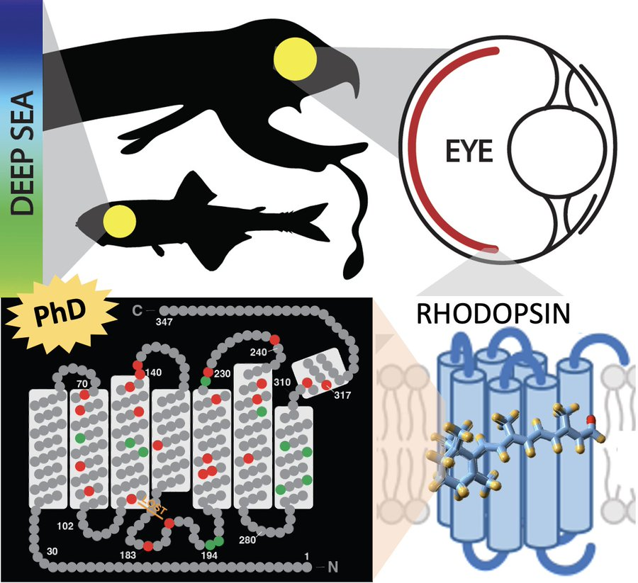 PhD position – deep-sea fish rhodopsin evolution - Czech Republic, EU