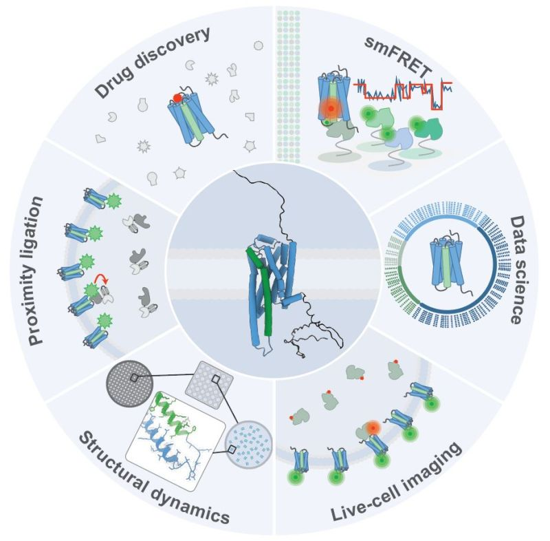 Postdoctoral position in Structural Biology – Scott Blanchard Lab - USA