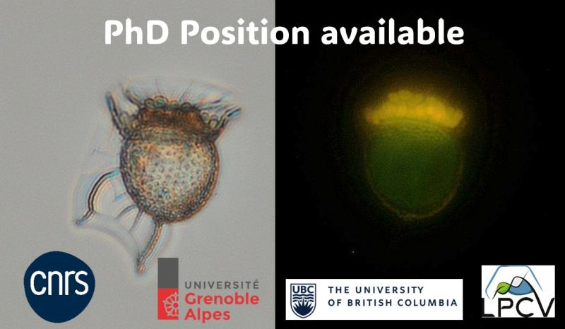 PhD position available | Cell and Plant Physiology Lab | Grenoble, France
